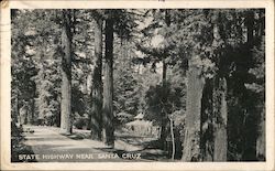 Redwoods by the Side of California State Highway near Santa Cruz Postcard