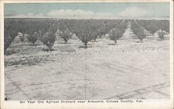 Six Year Old Apricot Orchard in Colusa County Postcard
