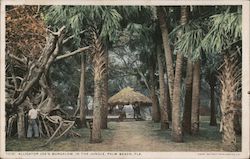 Alligator Joe's Bungalow, In the Jungle Postcard