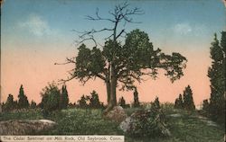 The Cedar Sentinel on Mill Rock Postcard