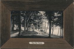 Thro The Trees Postcard