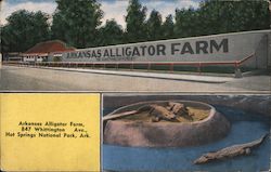Arkansas Alligator Farm, 847 Whittington Ave., Hot Springs National Park, Ark. Postcard
