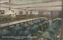 Interior, Regar Museum of Natural History, seventh largest, Anniston, Ala. Postcard