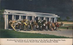 Greyhounds breaking out of starting box at the South's most beautiful track, the Volusia County Kennel Club, Daytona Beach, Florida Postcard