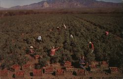 Chili Pepper Harvest Time Amado, AZ Postcard Postcard Postcard