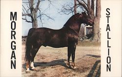 Morgan Stallion Parade 10138 Postcard