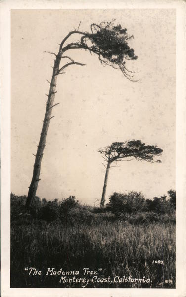 The Madonna Tree Monterey California