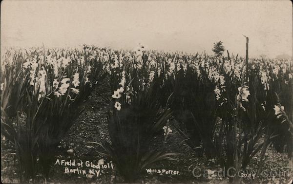 A Field of Gladioli Berlin New York