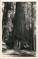 Wawona Big Tree Postcard
