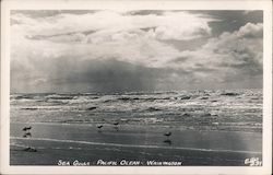 Sea Gulls, Pacific Ocean Postcard