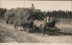 Horse-drawn Hay Wagon Postcard
