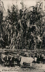 A Field of Prize Corn Postcard