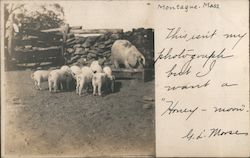 Pig Feeding Montague, MA Postcard Postcard Postcard