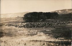 Sandhill Ranch Postcard