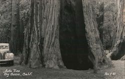 Auto Tree, Big Basin, Calif. Postcard