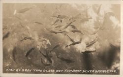 Fish as Seen Thru Glass Bottom Boat Postcard