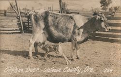 Orphan Deer and Cow Oregon Postcard Postcard Postcard