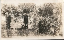 Marine, Palm Trees Parris Island, SC Marines Postcard Postcard Postcard