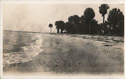 Beach with palm trees, Probably Near Parris Island Postcard