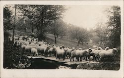 Albert Mattison Farm - Sheep Crossing a Bridge Berlin, NY Postcard Postcard Postcard