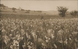 Field of Flowers Berlin, NY Landscapes Postcard Postcard Postcard