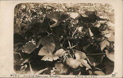 Nest of Mourning Warbler Postcard