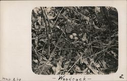 Woodcock Nest, Potters Swamp - Clarence Stone Branchport, NY Postcard Postcard Postcard
