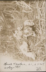 Nest of Marsh Hawks in Potter Swamp by Verdi Burtch Postcard