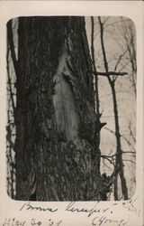 Tree Along Wall, Potter's Swamp - Clarence Stone 1909 Branchport, NY Postcard Postcard Postcard