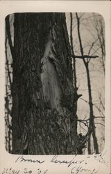 Tree Along Wall, Potter's Swamp - Clarence Stone 1909 Postcard