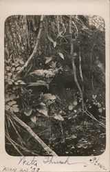 Water Thrush at base of tree May 23 '09 Branchport, NY Postcard Postcard Postcard