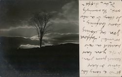 Bare Tree Against Night Sky Postcard