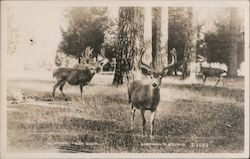 RPPC Mule Deer, Western U.S. Rocky Mountains, Hunting "Not Bad" Postcard Postcard Postcard