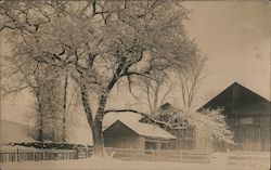 Winter Scene With Elm And Farm Buildings Postcard