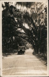 Moss Oaks on Ridgewood Avenue Postcard