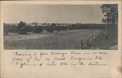 Orange Trees, Lake Ola Postcard