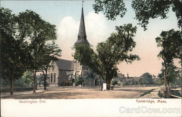 Washington Elm. Cambridge Massachusetts