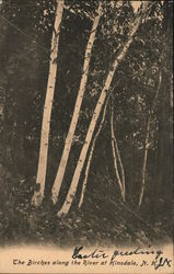 The Birches along the River Postcard