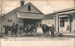 Light Harness Horses, Matched Pairs a Specialty Postcard