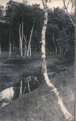 Birch Trees & Stream Whitman, MA Postcard Postcard Postcard