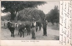Harvest Time Postcard