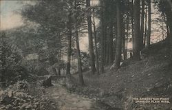 The Arboretum Pines Postcard
