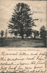 Holmes Pine, Holmesdale Pittsfield, MA Postcard Postcard Postcard