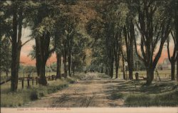 Elms on No. Bethel Road Postcard