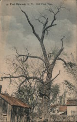 Old Fort Tree Postcard