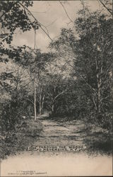1595 Through teh Woods Neversink, NY Postcard Postcard Postcard