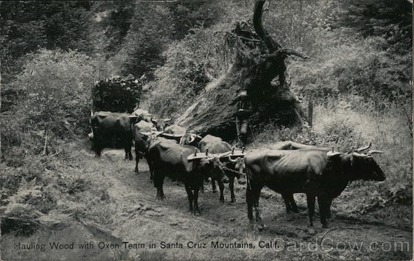 Hauling Wood with Oxen Team in Santa Cruz Mountains California