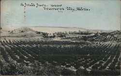 A Fruit Farm, Near Traverse City Postcard