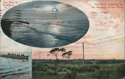 Sun Rise at Wildwood, The Birds Listening to the Message of the Wires Postcard