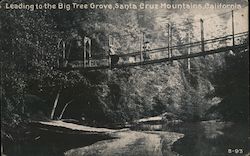 Leading to the Big Tree Grove, Santa Cruz Mountains Postcard